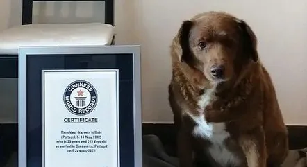 Cachorro mais velho do mundo completa 31 anos, segundo o 'Guinness World Records'