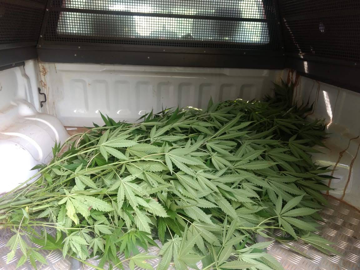 Sete pés de maconha são apreendidos pela polícia em Iúna