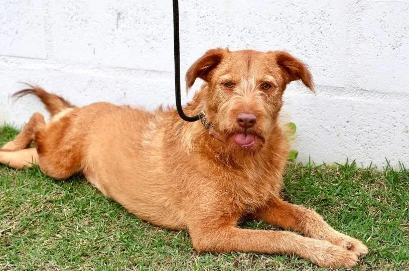 Serra recebe feira de adoção de pets neste sábado