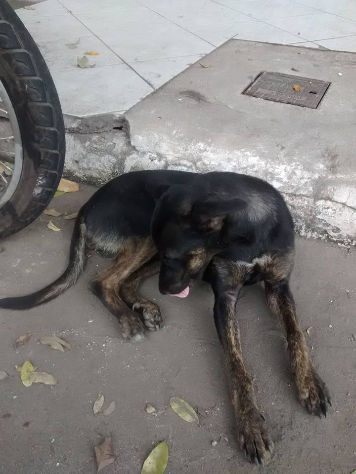 Morena precisa de um lar! Vamos ajudar?