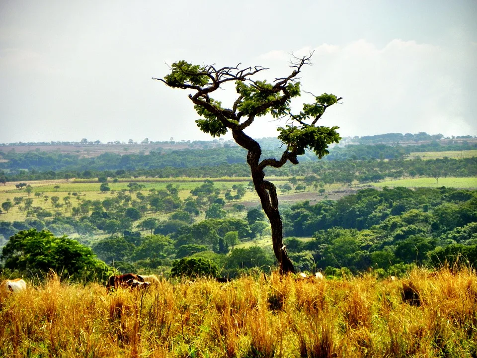 Dia Mundial da Água: Cerrado pode perder quase 34% da água até 2050