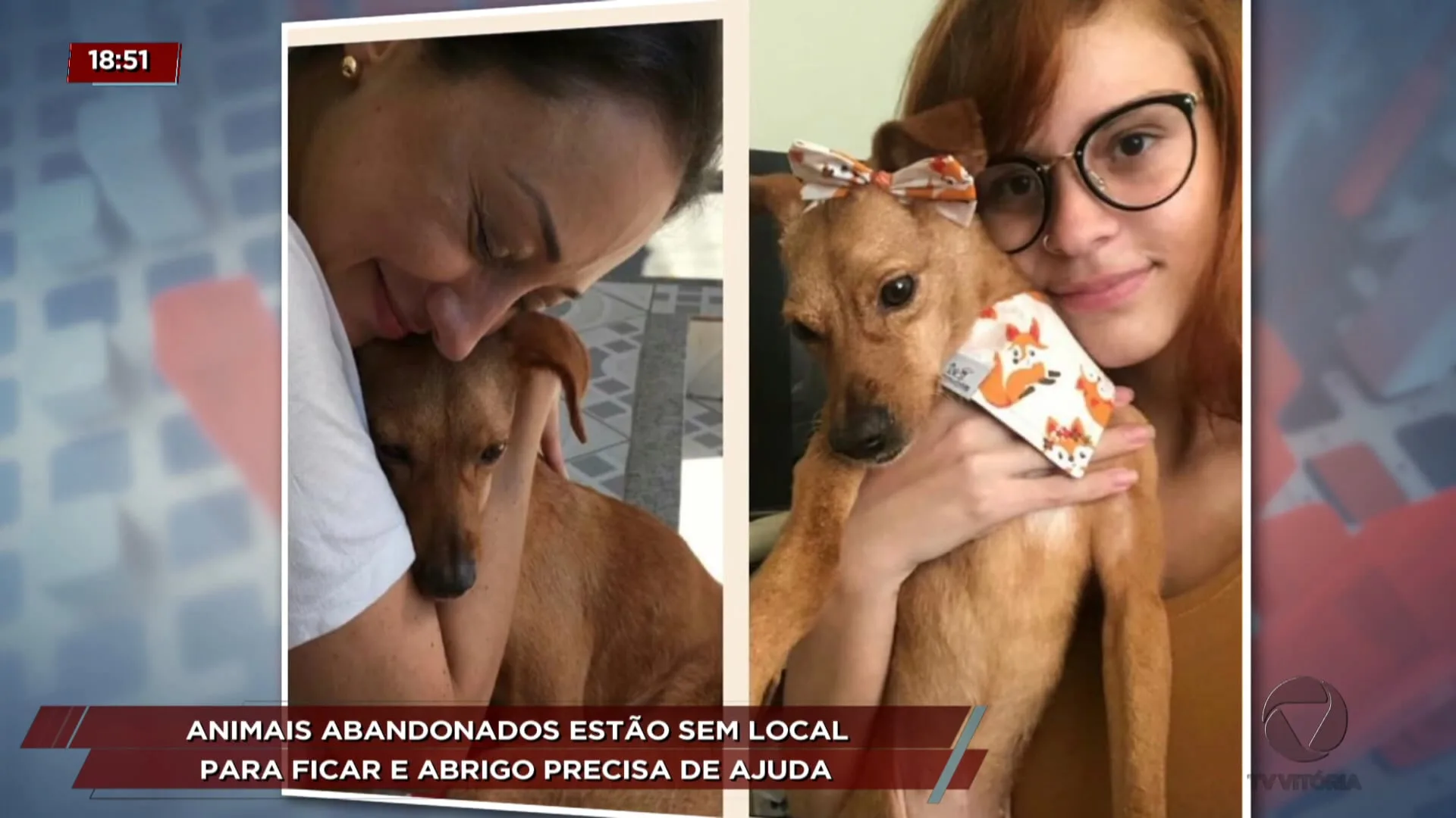 Animais abandonados estão sem local para ficar e abrigo precisa de ajuda