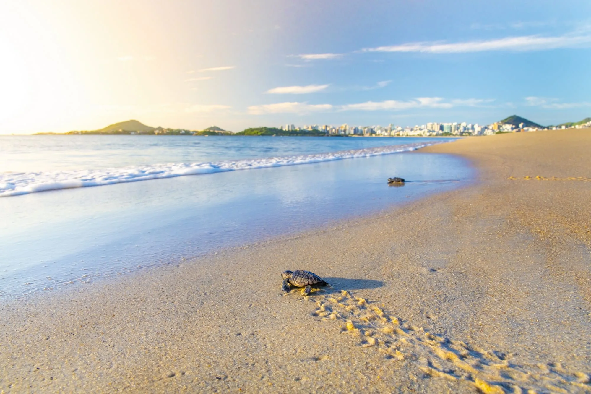 Pequenas tartarugas-cabeçudas recém-nascidas caminhando em direção ao mar na Praia de Camburi