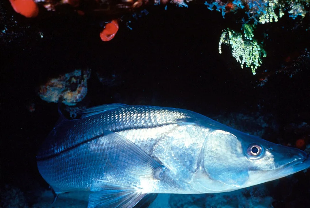 Pesca do robalo passa a ser proibida no ES a partir desta quarta-feira (1º)