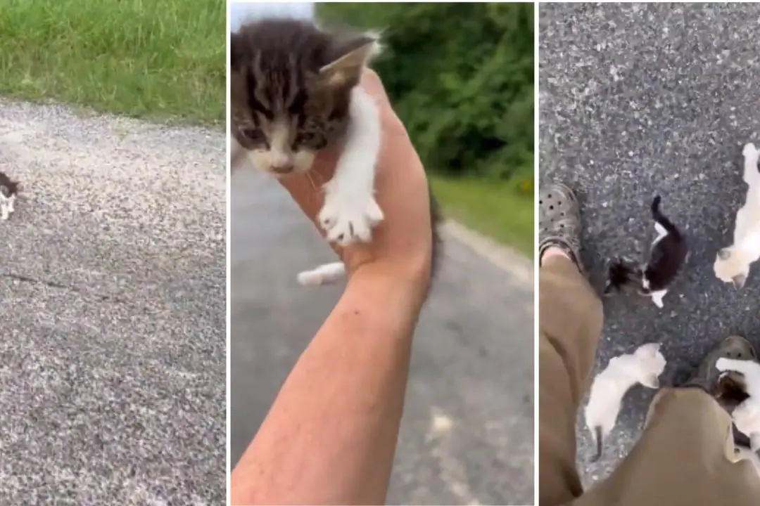 VÍDEO | Emboscada? Gato "engana" motorista e faz ele resgatar família de gatinhos nos EUA