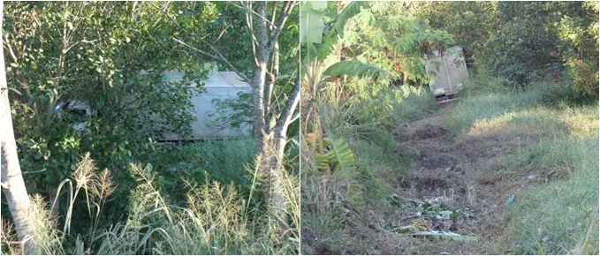 Motorista perde controle da direção e caminhão baú cai em plantação de bananeiras, em Linhares