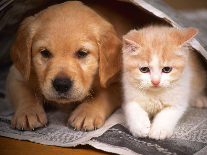 Venda Nova do Imigrante terá Política de Proteção e Controle de Cães e Gatos