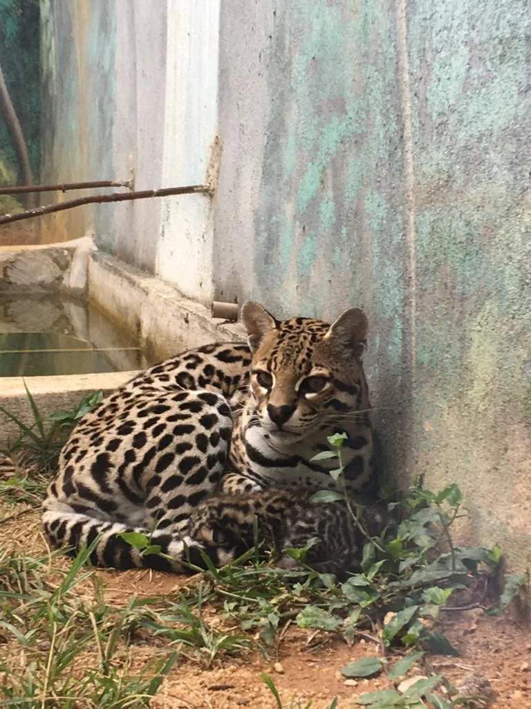 Amor de mãe no mundo animal: conheça as mamães de um zoológico no ES