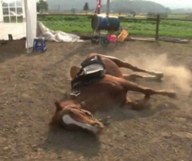 VÍDEO | Cavalo cai no chão e finge desmaio para não ser montado