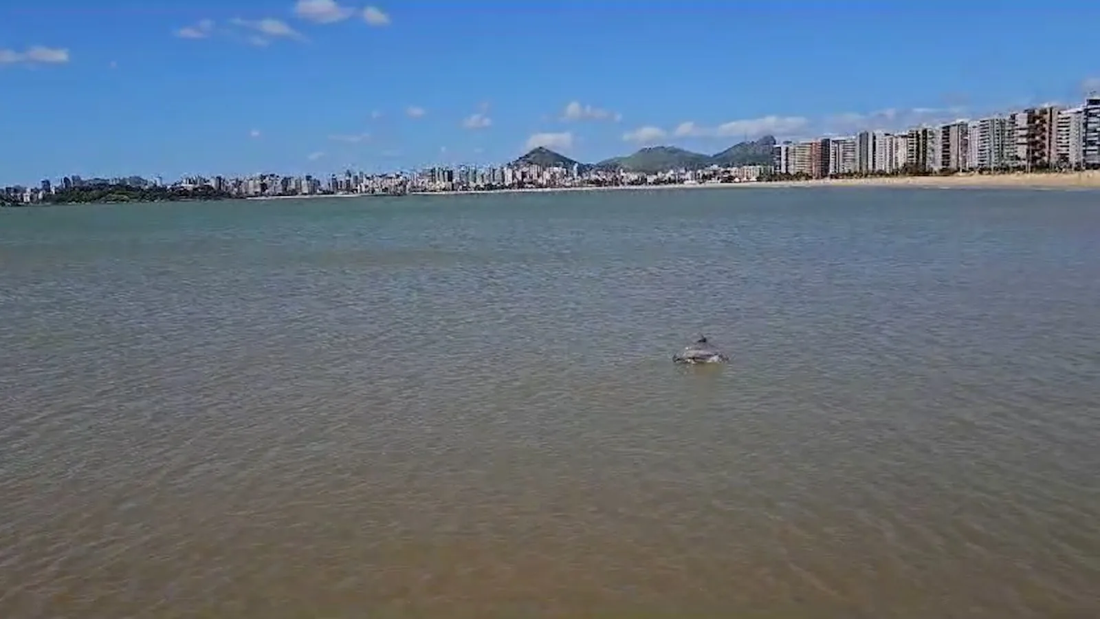 VÍDEO | Golfinhos são vistos a menos de 10 metros da orla de Camburi