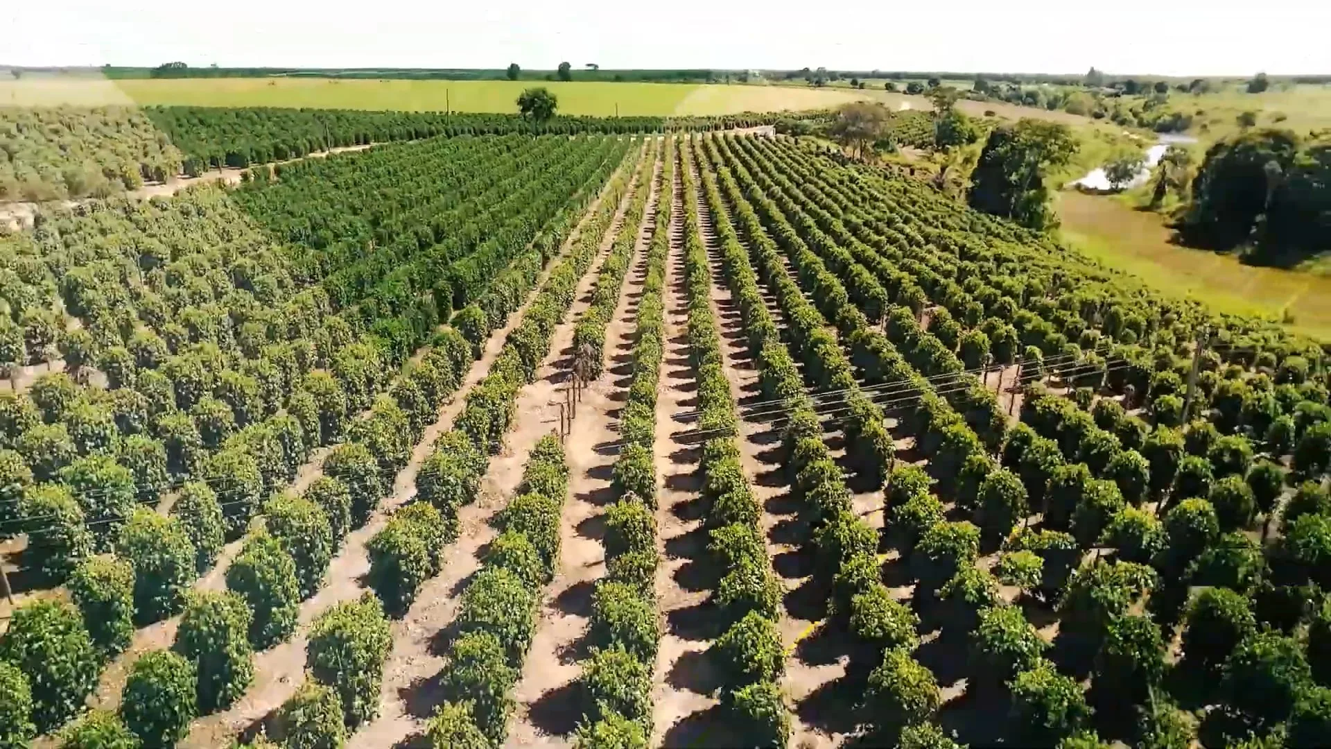 Agro Business T1E19 | Festival de chocolate; campo de lúpulo inédito no Brasil; queijaria artesanal