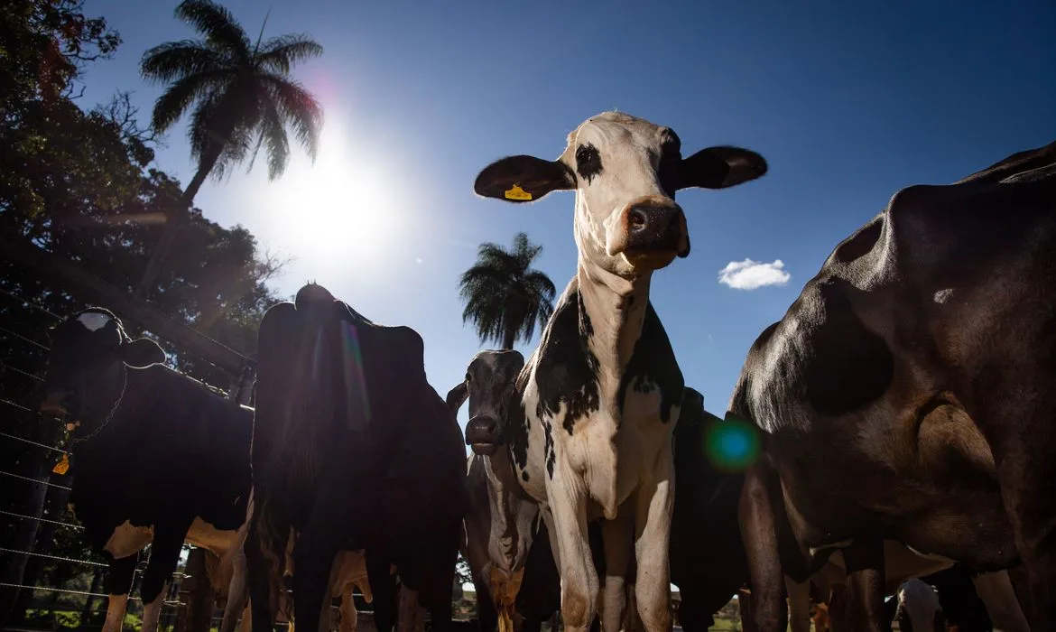 Pecuária leiteira, Gado de leite, Ordenha, Armazenamento de leite