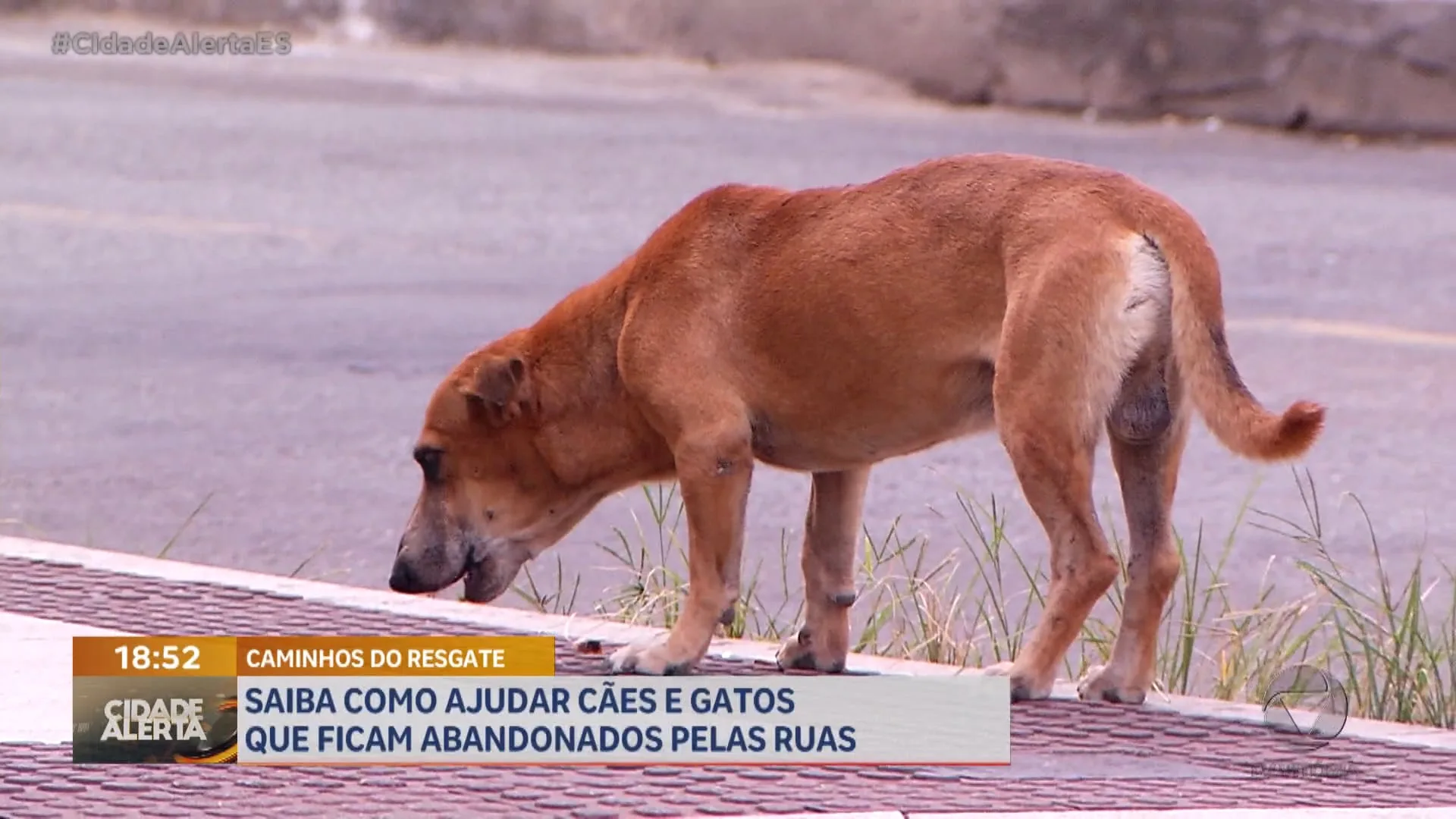 Abandono Animais Parte 2