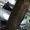 VÍDEO | Suspeitos batem carro em árvore ao tentarem fugir da polícia
