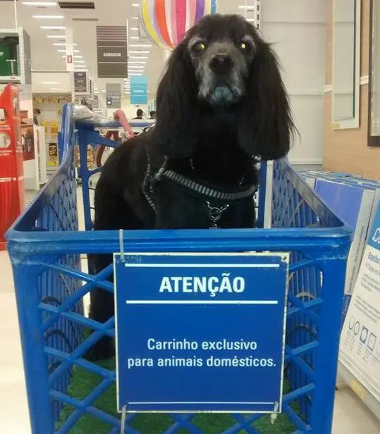 Não desgruda do seu cãozinho? Veja estabelecimentos em que é permitido entrar com os pets