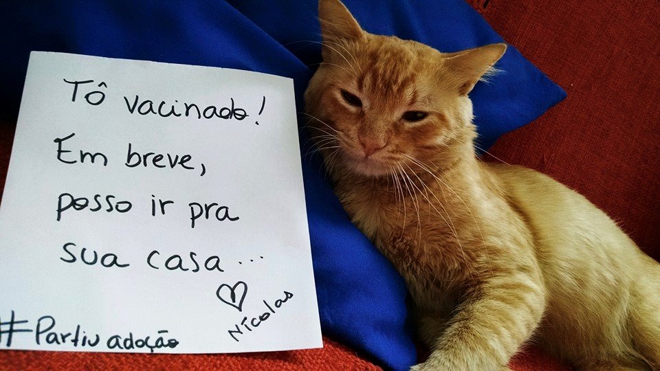 Esse gatinho vai ficar muito feliz em ir para sua casa!