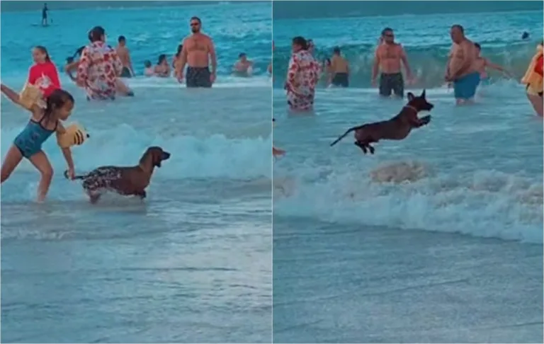 VÍDEO | Cão salsichinha é visto pulando ondinhas em praia e encanta