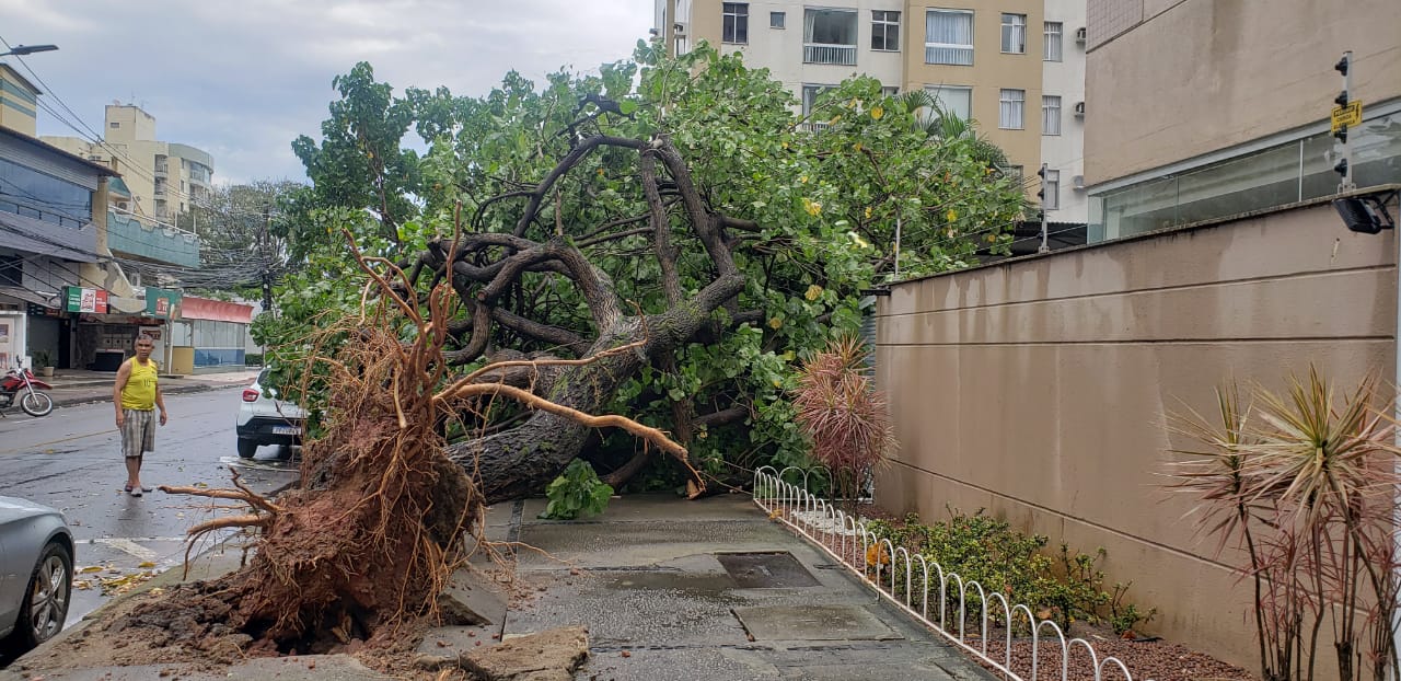 VIDEO | Chuva e vento provocam queda de árvores e transtornos em Jardim Camburi