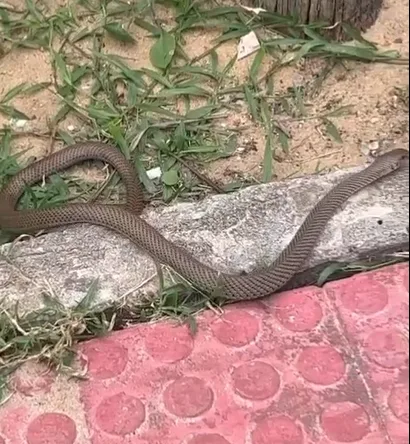 Cobra é encontrada em calçadão da Praia de Itaparica