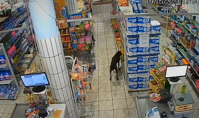 VÍDEO | Pega ladrão! Doguinho "pata leve" rouba pão de mercearia de Cariacica