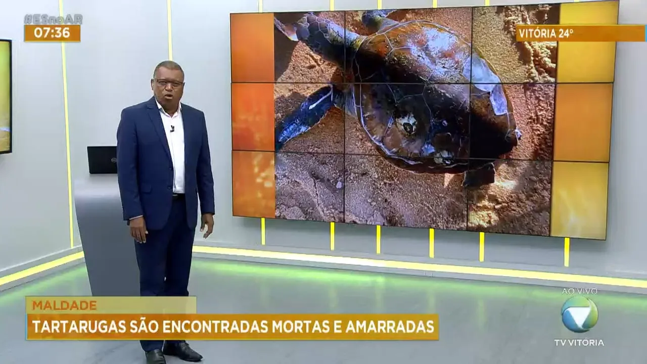 Tartarugas são encontradas mortas e amarradas