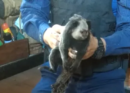 VÍDEO | Após levar choque em fiação elétrica, macaquinho é resgatado em Vila Velha