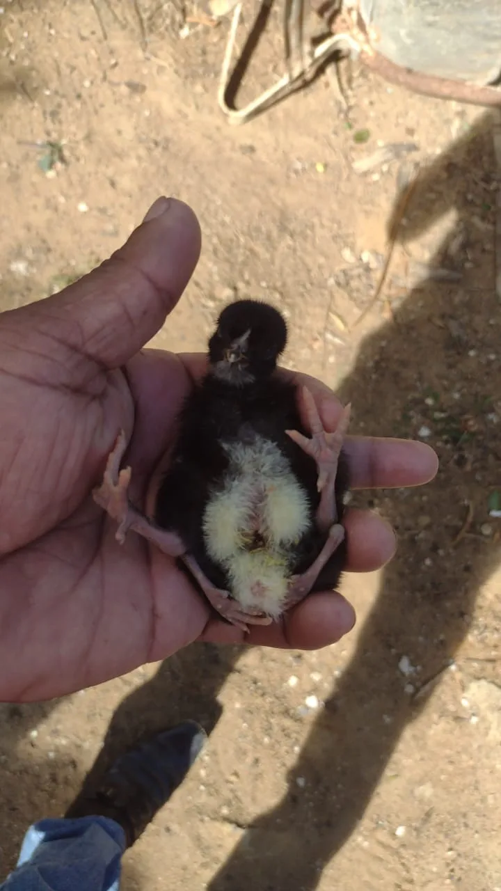 Pintinho nasce com quatro pés em Vila Velha e surpreende moradores. Veja vídeo!