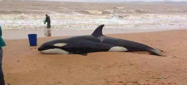 Orca encalha em praia de Anchieta, no Sul do Estado e atrai curiosos