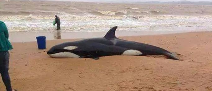 Orca encalha em praia de Anchieta, no Sul do Estado e atrai curiosos