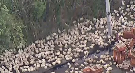 Caminhão tomba e carga de galinhas vivas se espalha em rodovia