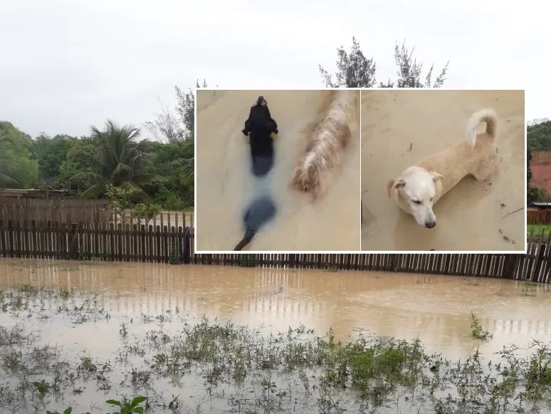 Cerca de 250 cães correm perigo de vida com alagamento em abrigo de Vila Velha