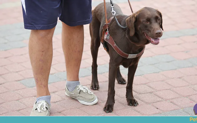 Como é o treinamento de um cão guia?