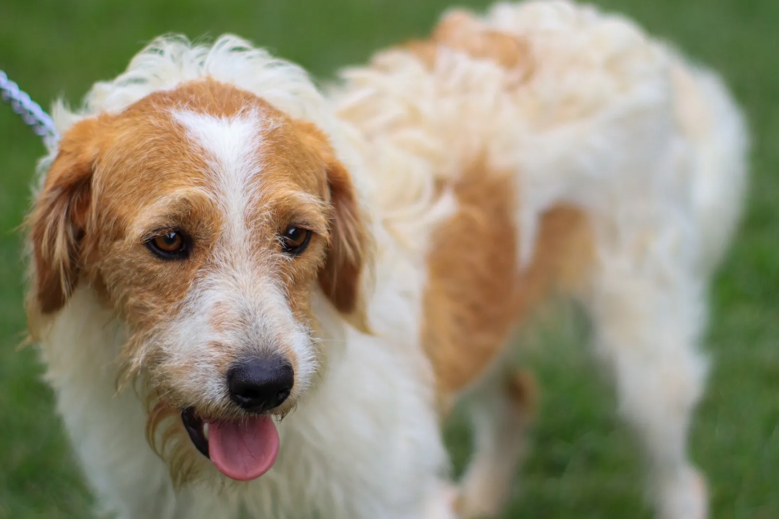 Serra e Cariacica sediam feiras de adoção de cães e gatos