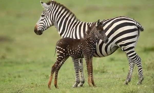 Zebrinha pintadinha: ao invés de listras, animal nasce com pintas pelo corpo