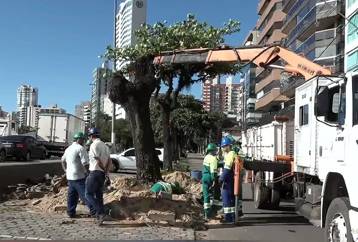 Árvores mortas por envenenamento são retiradas da Praia do Canto