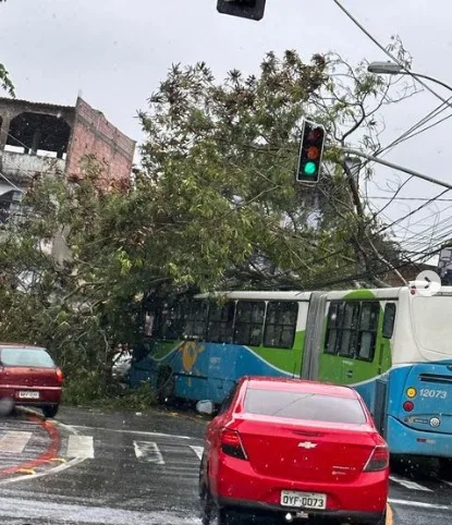 Ônibus é atingido por árvore e interdita trânsito em Vitória