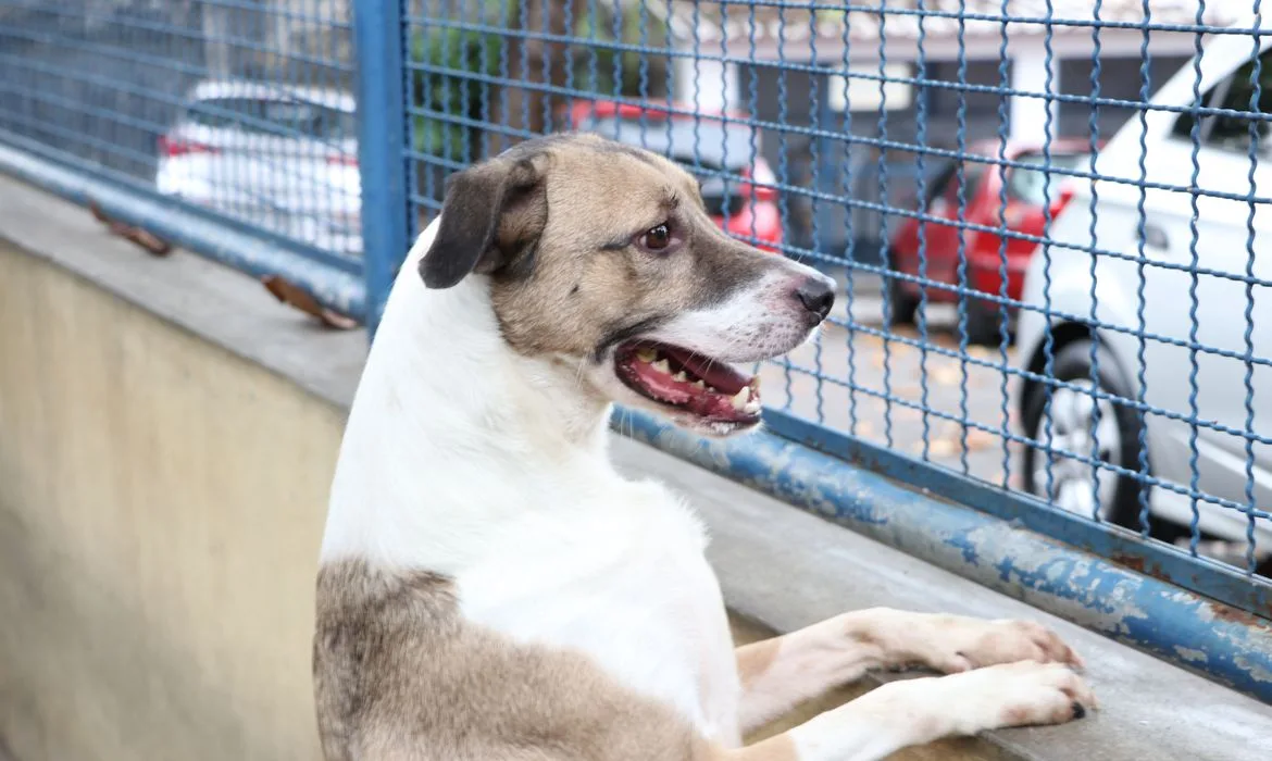 Cães e gatos podem ter vírus da covid-19, mas não transmitem a doença, diz pesquisa