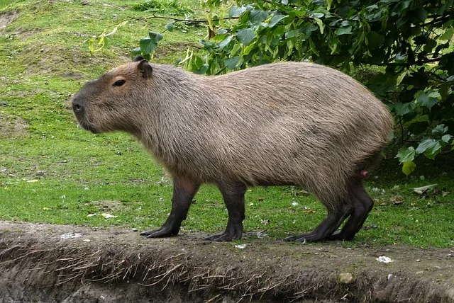 De capivara a jacaré: Aeroporto de Vitória tem força-tarefa contra invasão de animais