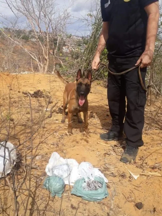 Polícia Civil apreende mais de mil buchas de maconha em Colatina