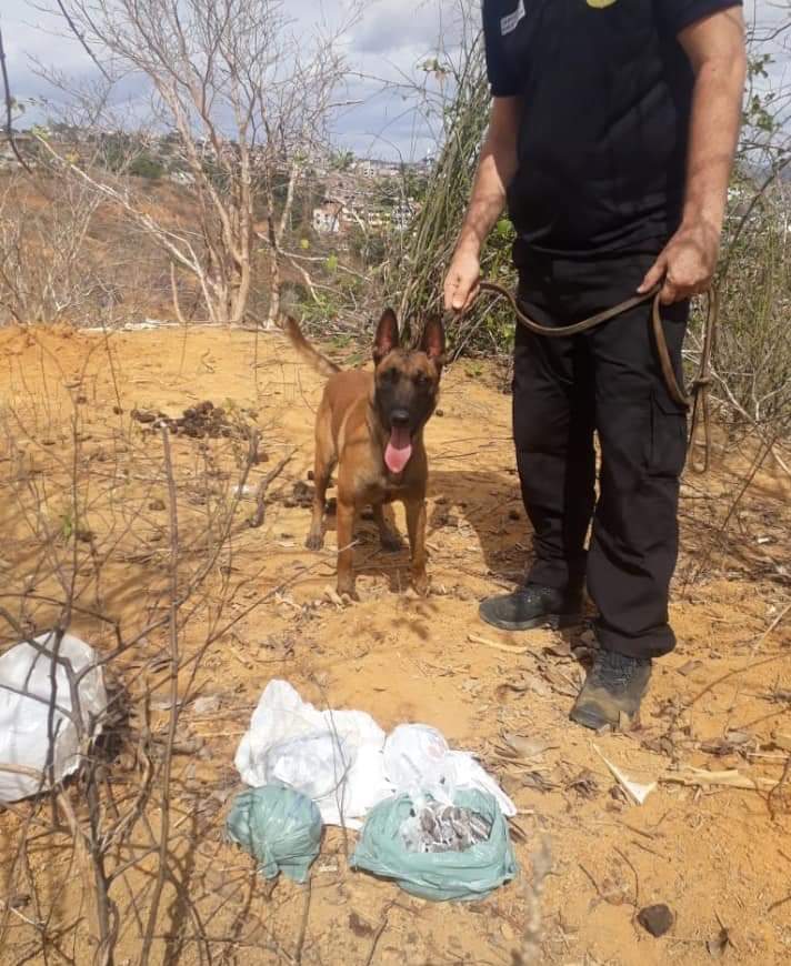 Polícia Civil apreende mais de mil buchas de maconha em Colatina