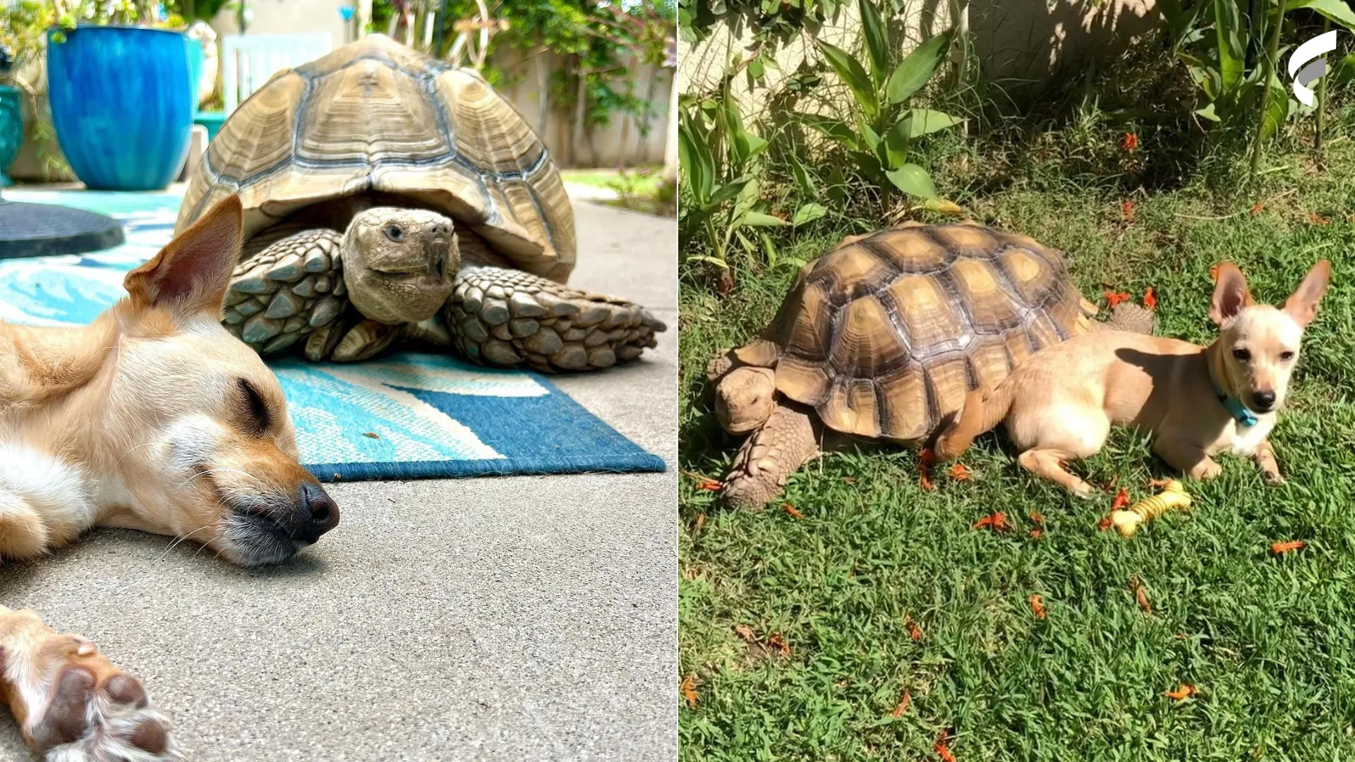 Inseparáveis! Amizade de cachorro e jabuti viraliza: "Amor de irmãos"