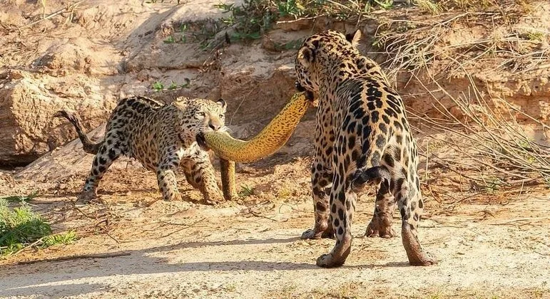 A Dama e o Vagabundo? Onças fazem "cabo de guerra" com sucuri no Pantanal