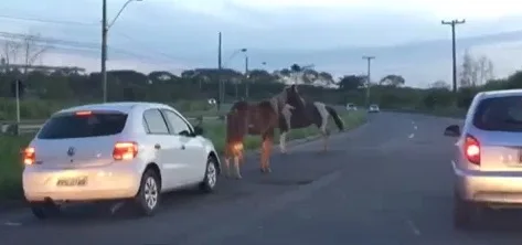 Perigo! Cavalos são flagrados soltos na avenida Darly Santos, em Vila Velha