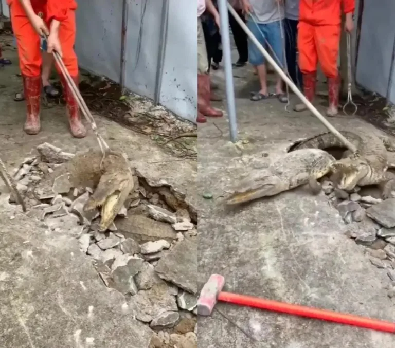 Terror! Ataque de crocodilos faz buraco na rua e "ninho" invade casas