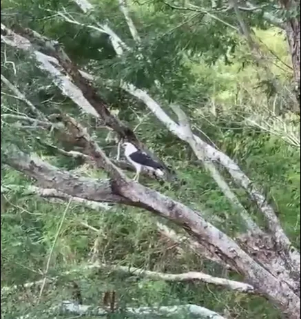 VÍDEO | Gavião ameaçado de extinção é solto após ser resgatado em Jardim da Penha, em Vitória