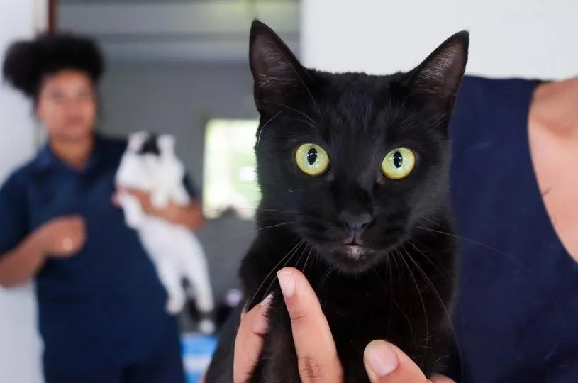 Serra terá feira de adoção de cães e gatos neste sábado