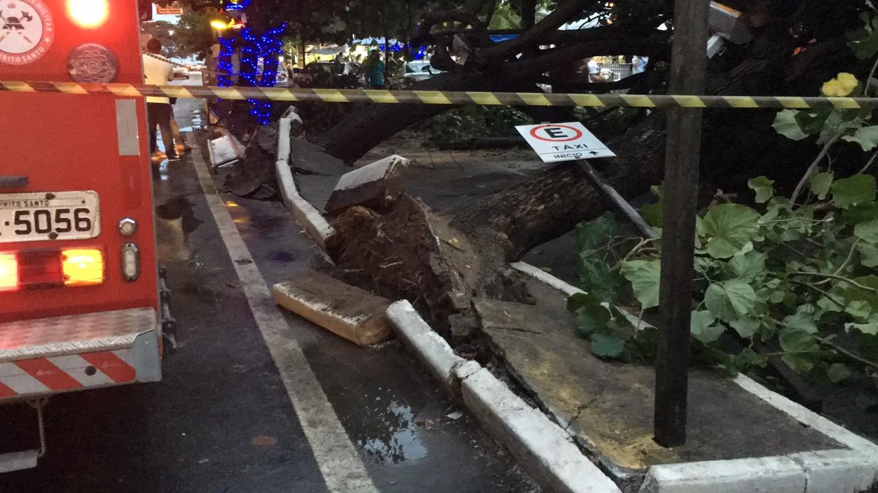 Árvores caem em ponto de táxi da Praia da Costa em Vila Velha