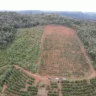 Mata Atlântica: operação registra aumento de 10% do desmatamento no ES