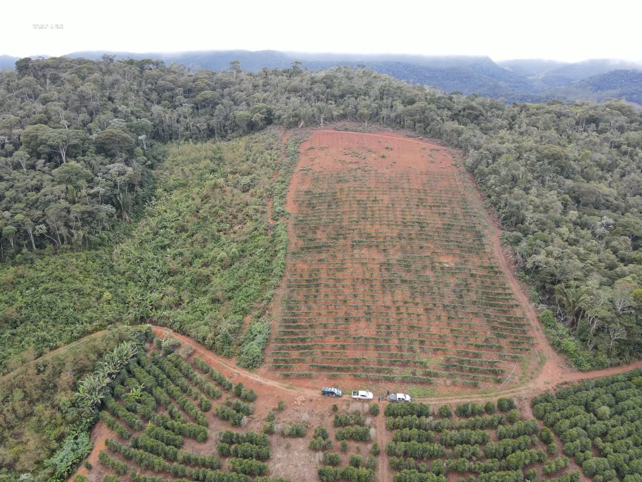 Mata Atlântica: operação registra aumento de 10% do desmatamento no ES