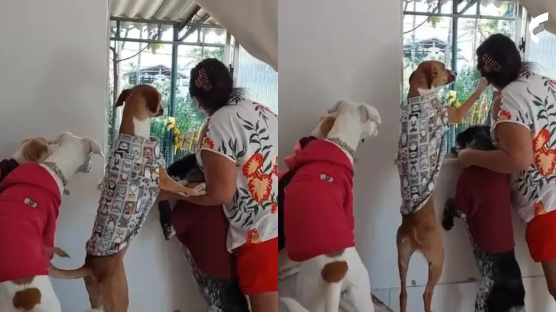 Cães se revezam para espiar moradores pela janela: “Fofoqueiros”